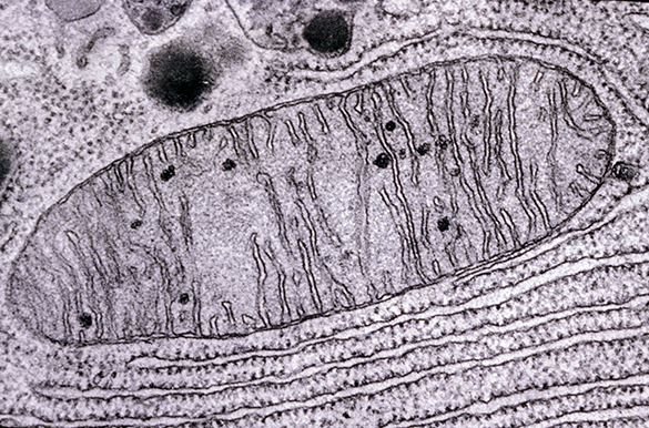 Mitochondrie – organlelle des cellules – centrales énergétiques des cellules 