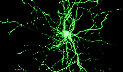 neurones corticaux