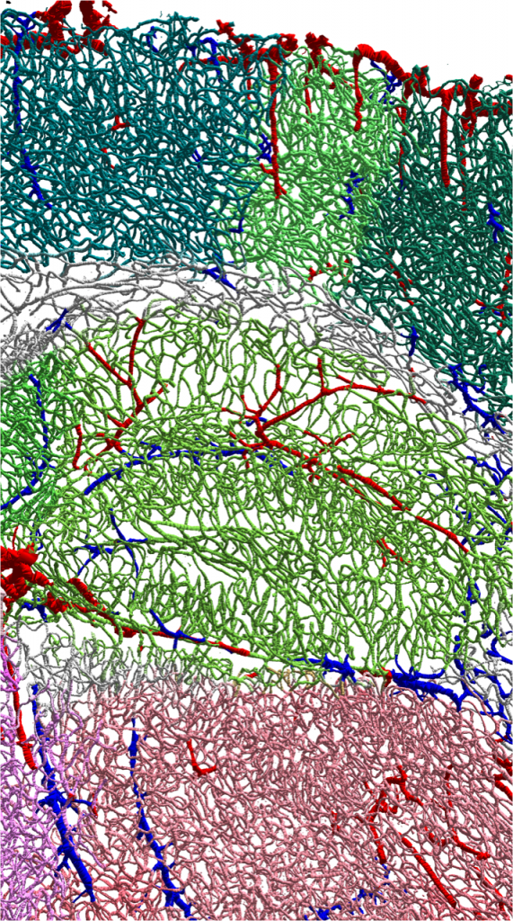 Detail of an automated reconstruction of a cerebral vascular network, at the level of the hippocampus, showing arteries in red, veins in blue, cortical capillaries in dark green, hippocampal capillaries in light green, and finally thalamic capillaries in pink.