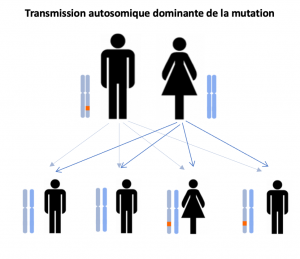 Transmission d’une mutation génétique – SLA