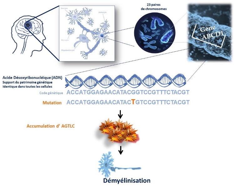 Visualisation de la mutation des gènes responsables des adrénoleucodystrophies