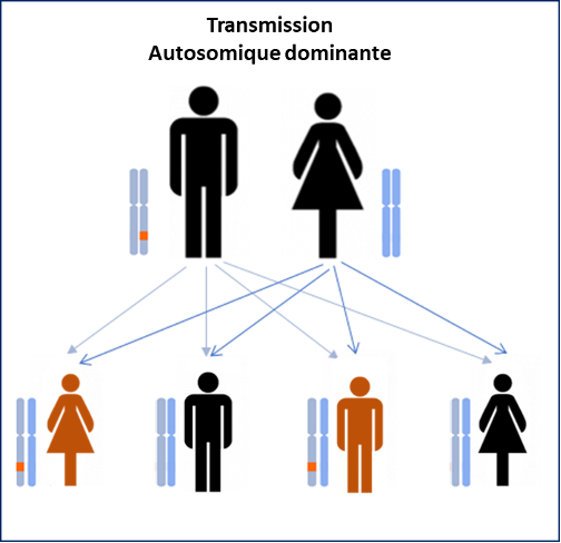 Génétique des leucodystrophies : transmission de la mutation autosomique dominante