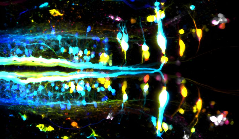 Neurones corticospinaux chez le poisson zèbre. Crédit : Martin Carbo-Tano.