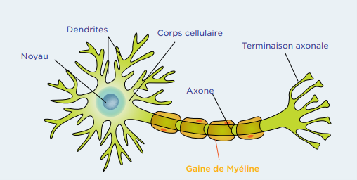 Structure d'un neurone