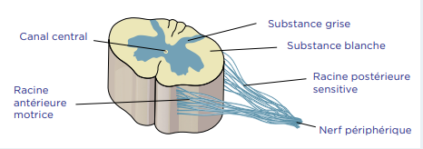 Structure de la moelle épinière