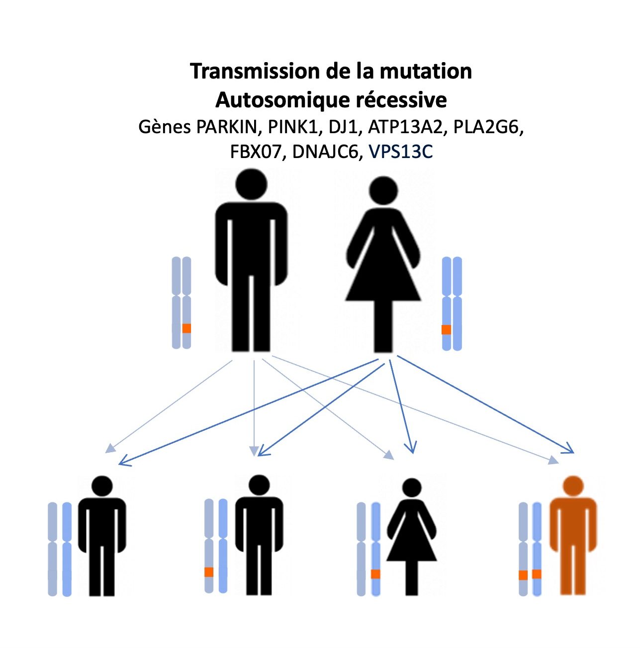 Transmission de la mutation Autosomique dominante