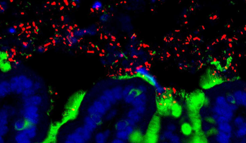 Commensal bacteria (red) amongst the mucus (green) and epithelial cells (blue) in a mouse small intestine. Credit: University of Chicago.