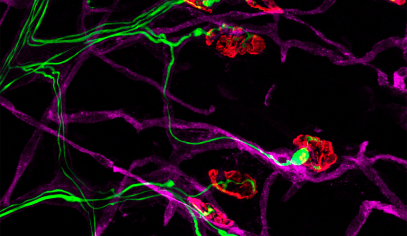 Les nerfs moteurs présents dans la moelle épinière se projettent vers la périphérie, où ils entrent en contact avec les muscles, formant des connexions appelées jonctions neuromusculaires. Crédit : James N. Sleigh.