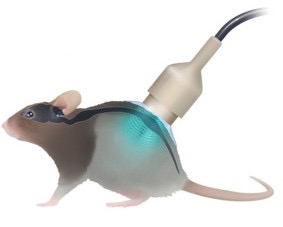 A 1 MHz ultrasound transducer was positioned to target the mouse's lumbar spinal cord. Pulsed ultrasounds were administered for 150 seconds at the same time as the microbubbles. Credit: Paris Brain Institute (CC BY 4.0).